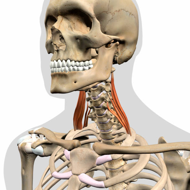 istock Scalenus Medius Neck Muscles Isolated on Cervical Vertebrae 1305668636