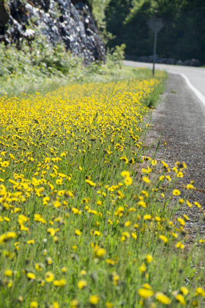 istock Yellow flowers in a meadow natural summer background, blurred image, selective focus. Beautiful spring or summer day 1305668650