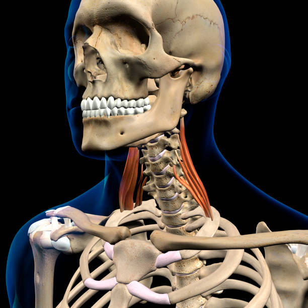 istock Scalenus Medius Neck Muscles Isolated on Cervical Vertebrae 1305668662