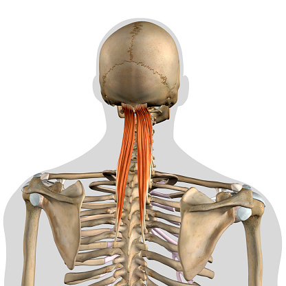 Male human anatomy Semispinalis Capitis upper back and neck muscles in isolation on the skeletal system connecting to the occipital bone of the cranium from a posterior view on a white background.
