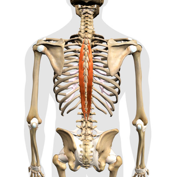 istock Male Spinalis Thoracis Erector Spinae Back Muscles in Isolation on Skeleton 1305668683