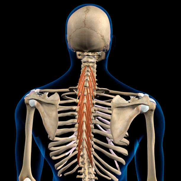 istock Male Semispinalis Thoracis Upper Back Muscles in Isolation on Skeleton 1305668686