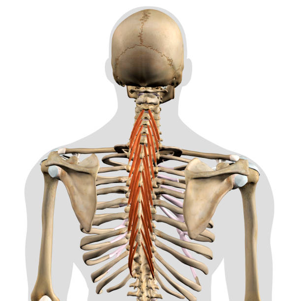 istock Male Semispinalis Thoracis Upper Back Muscles in Isolation on Skeleton 1305668690
