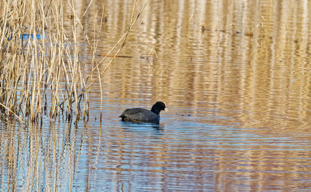 istock Coot_At_edge_of_reed_bed 1305673246