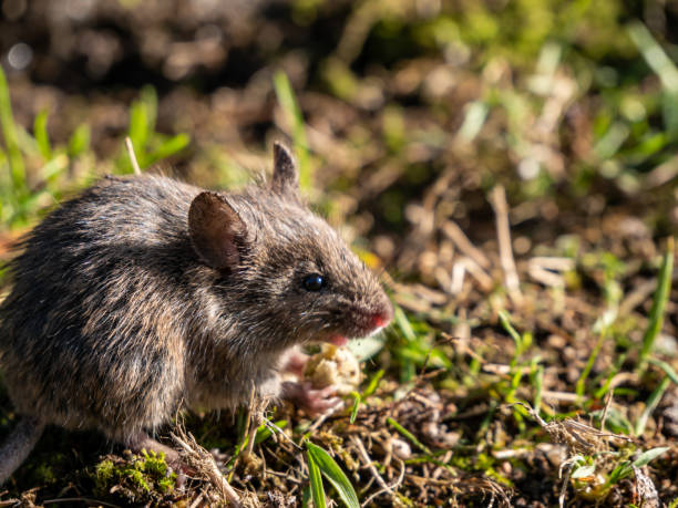 feldmaus nagetiere im garten - tail coat fotos stock-fotos und bilder