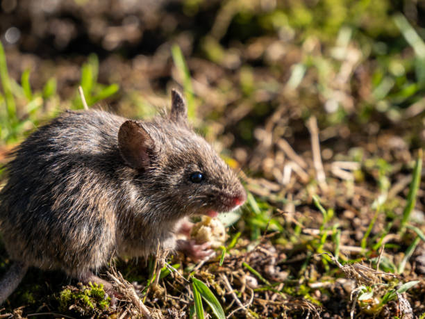 Field mouse rodents in the garden Field mouse rodents in the garden tail coat photos stock pictures, royalty-free photos & images