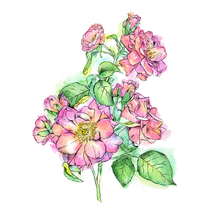 Cute miniature rose watercolor and ink illustration. Vector EPS10 Illustration.