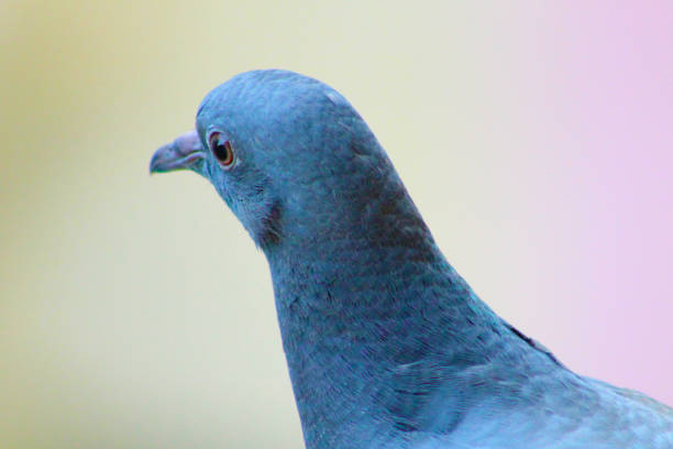 istock Rock dove closeup 1305674269