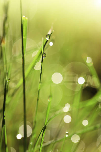 istock Earth Day. Ecological concept. Grass stems with water drops in the sun.spring background. bright green grass with water drops. natural backgrounds with green grass 1305674401