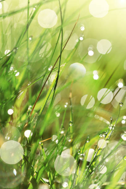 Earth Day. Ecological concept. Grass stems with water drops in the sun.spring grass background. bright green grass with water drops. natural backgrounds
