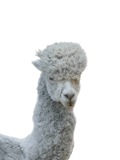 istock Grey beautiful alpaca with a long neck isolated on a white background. 1305676949