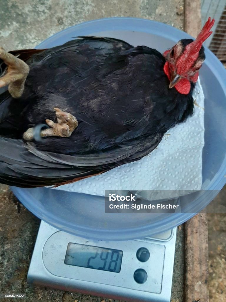 Chicken Serama Zwerghahn On the scales, smallest breed in the world, hand rearing, tame, Weight Scale Stock Photo