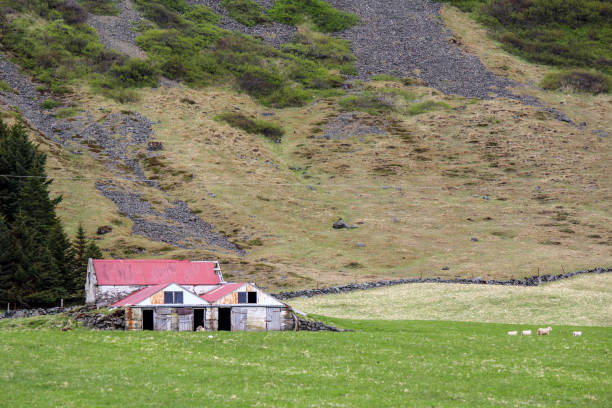 istock Pasture with sheeps and an old shed 1305683861