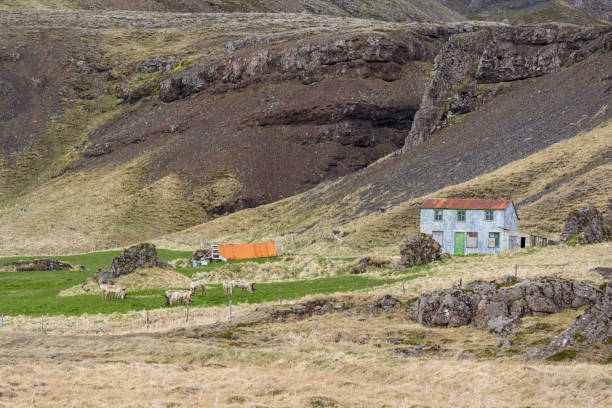 istock Deserted old house, reindeer grazing in front 1305683895