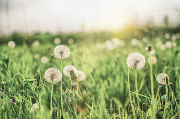 istock Delicate and light dandelion flowers outdoors 1305685514