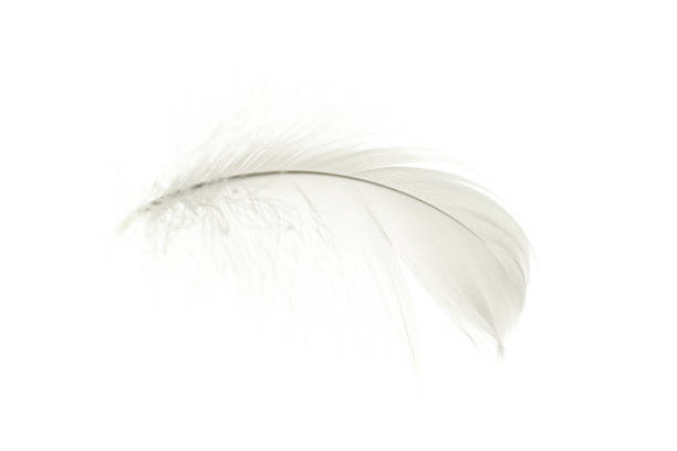 istock Feather air. Multicoloured pastel angel feather closeup texture isolated on white background in macro photography, soft focus. Concept of sensitivity responsiveness to nature. 1305686395