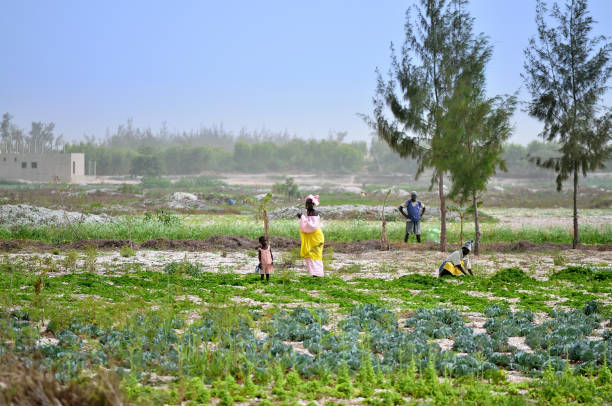 Senegales Women with Daughter Tending Crops Dakar, Senegal - May 21,2012 :There are two adult senegalese women wearing brightly colored dresses and one toddler tending their crops in a field near Dakar, Senegal  with a single senior man in the background watching them senegal photos stock pictures, royalty-free photos & images