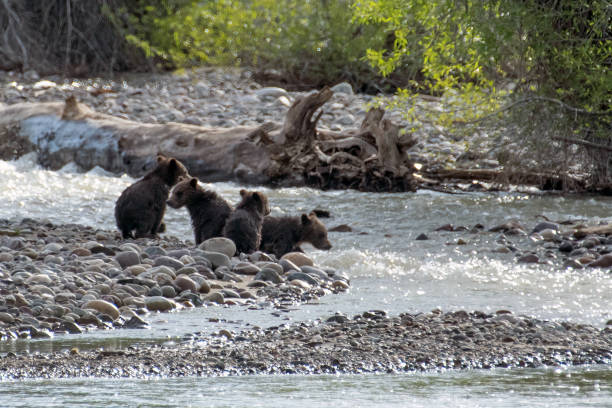 작은 개울의 바위 둑에 네 그리즐리 곰 새끼 - natural landmark horizontal wyoming usa 뉴스 사진 이미지