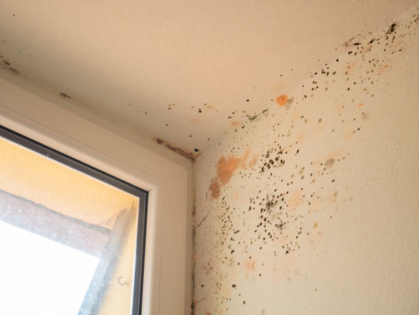 Mold on the wall near the window. Mold, humidity and condensation in the house. stock photo