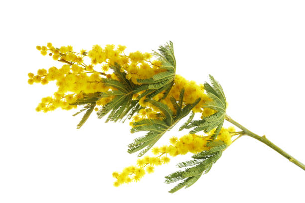 istock Mimose yellow spring flower brunch isolated on white background. 1305686681