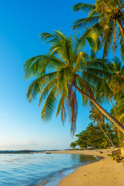 istock Coastline with sandy beach and palm trees on a tropical island 1305687629