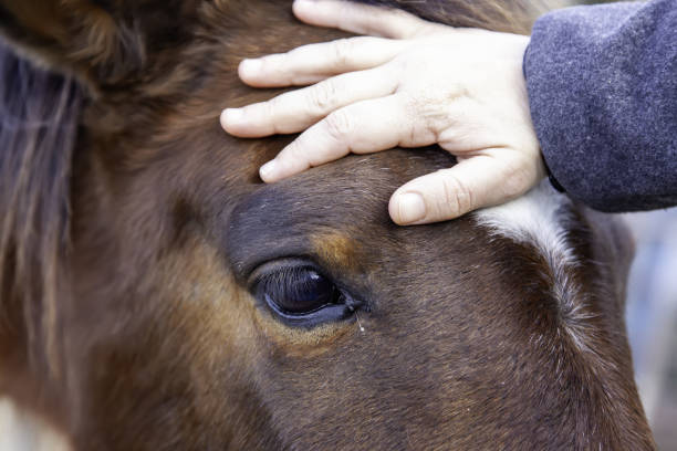 istock Person stroking horse 1305690308