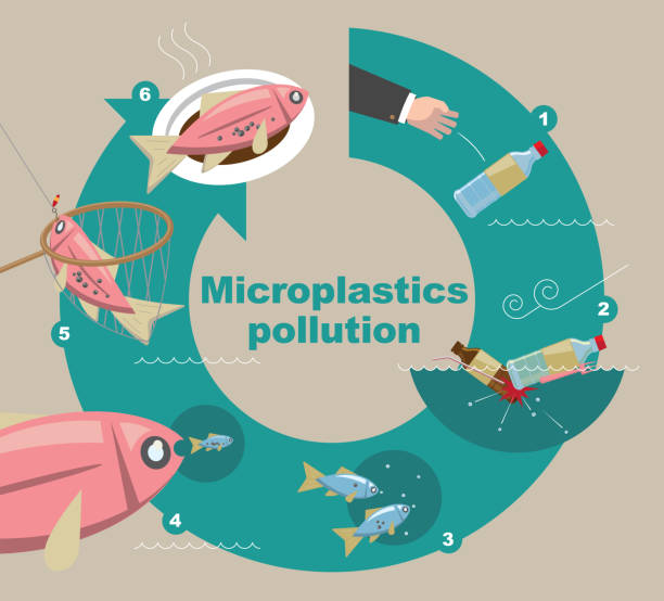 illustratives diagramm, wie mikroplastik die umwelt verschmutzt - plastik teller stock-grafiken, -clipart, -cartoons und -symbole