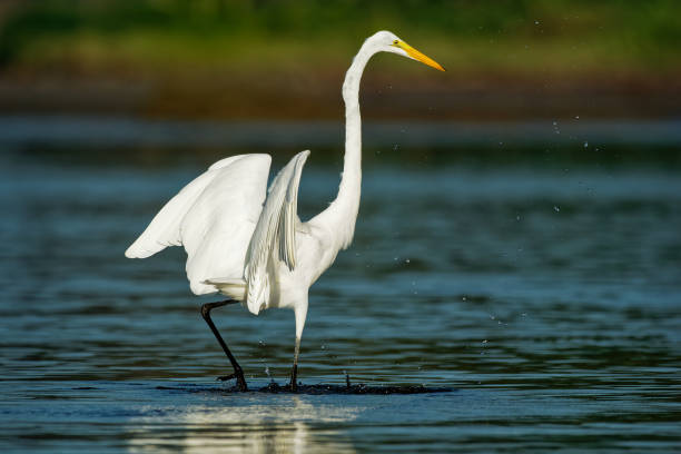 istock Great Egret - Ardea alba also common or large egret, great white egret or heron, widely distributed egret found in Asia, Africa, the Americas and Europe. Hunting prey in the blue ocean. 1305691977