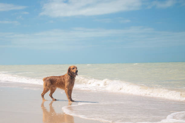 istock Dog playing on the beach on a summer's day 1305692886