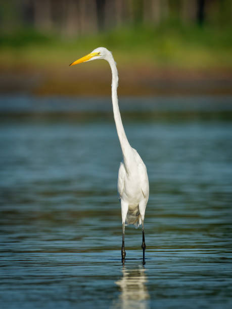 istock Great Egret - Ardea alba also common or large egret, great white egret or heron, widely distributed egret found in Asia, Africa, the Americas and Europe. Hunting prey in the blue ocean. 1305693144