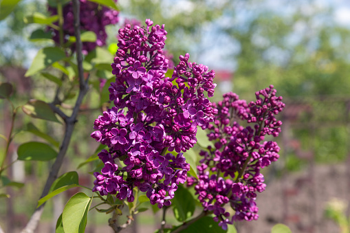 Lilac bushes bloom in the park