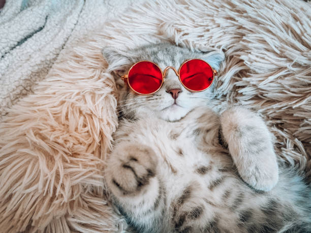 istock Cute Scottish cat, three month old kitten 1305694250