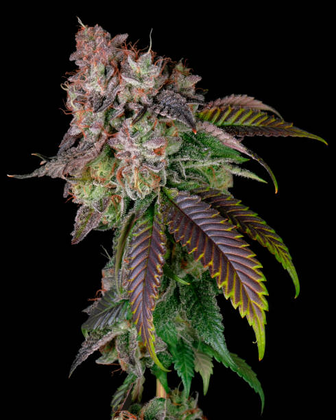 istock Marijuana Sherbadough Cannabis Plant 1305695127