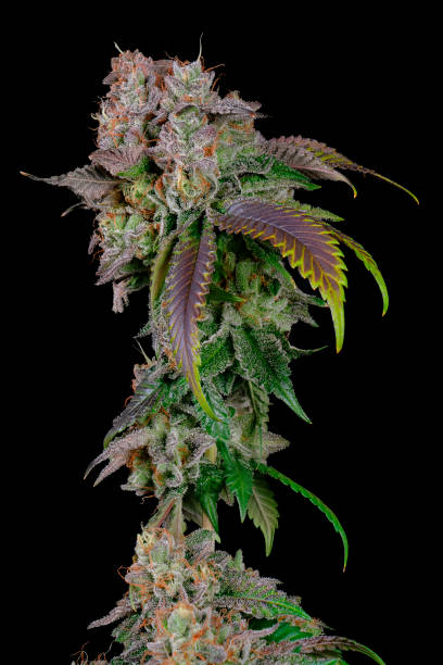 istock Marijuana Sherbadough Cannabis Plant 1305695128