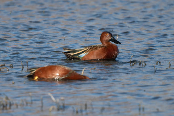 istock Two Cinnamon Teal ducks of bright colors, one feeding one taking a break from feeding. 1305696159