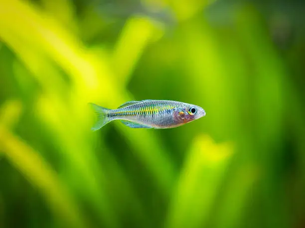 Boeseman's rainbowfish (Melanotaenia boesemani) isolated on a fish tank with blurred background
