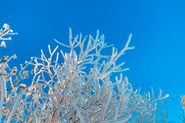 istock Winter branch covered with snow 1305699561