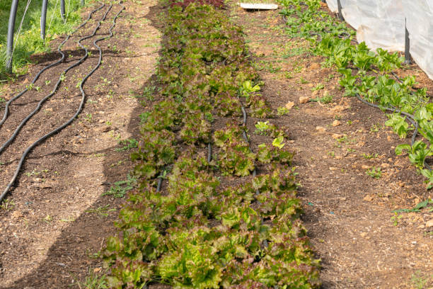 istock Young lettuce plants grown in a greenhouse 1305700494
