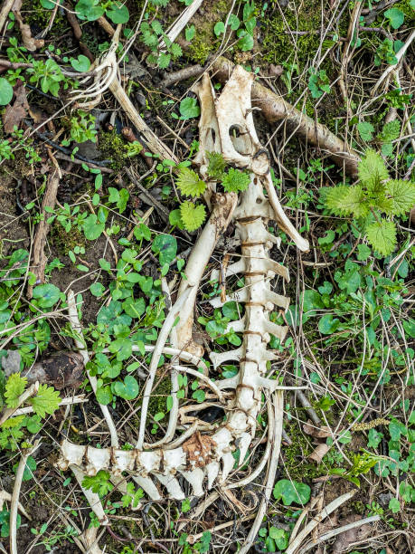 resti scheletrici di una coda di tasso - università del wisconsin madison immagine foto e immagini stock
