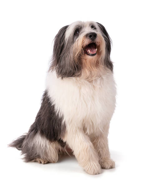 istock Polish Lowland Sheepdog sitting 1305700631