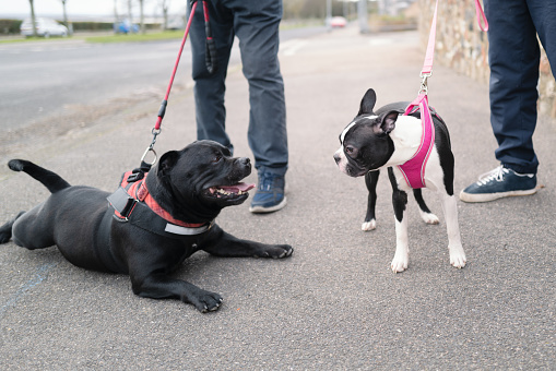 A Boston Terrier puppy meets a Staffordshire bull terrier dog who is lying down on a pavement smiling at her. Both dogs are wearing a harness and are on leads
