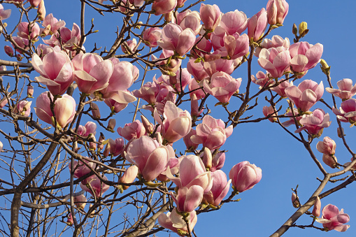Pink and white magnolia blossoms emerge in early spring in a side yard of a Cape Cod home.