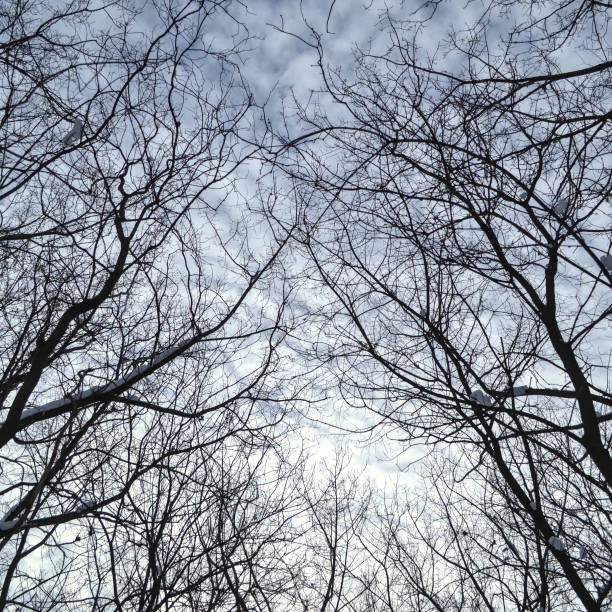 Trees on a winter cloudy day stock photo