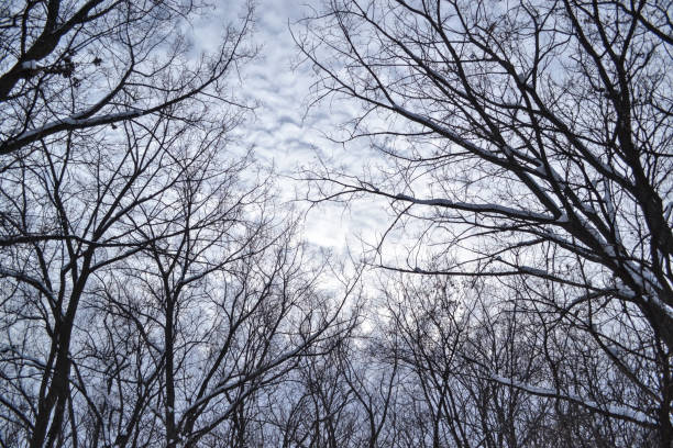 Trees on a winter cloudy day stock photo