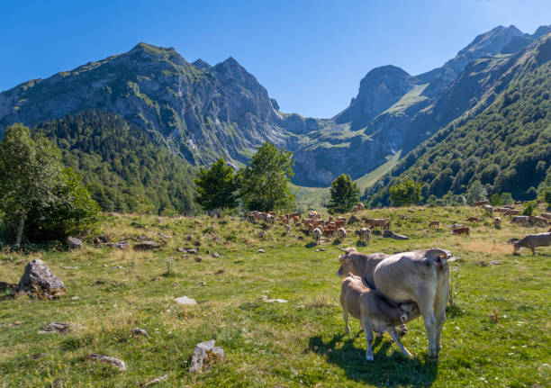 un vitello che allatta dalle mammelle di sua madre, in una mandria di mucche che pascola in un prato con alte montagne sullo sfondo - il formaggio di coltivatore foto e immagini stock