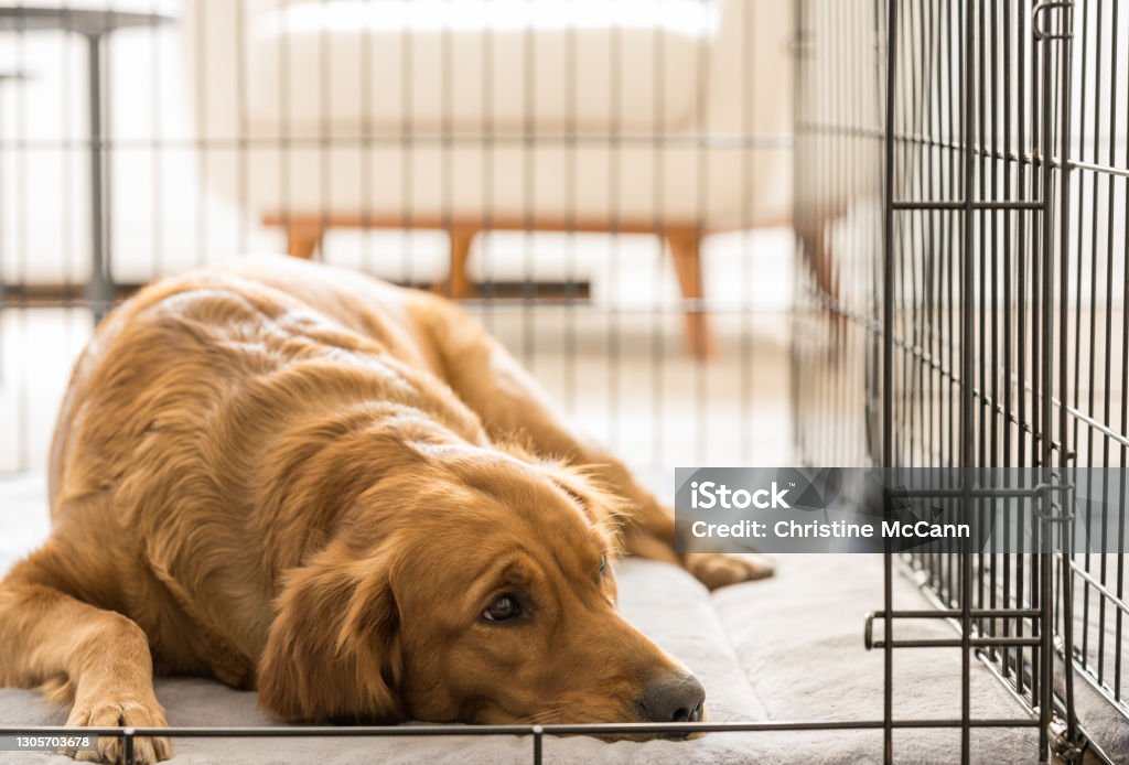 Female Golden Retriever Lies in Her Dog Crate, Looks Out of Frame New York, NY, USA - Winter 2021: Female Golden Retriever settles down on her gray mat in her dog crate. Dog Stock Photo