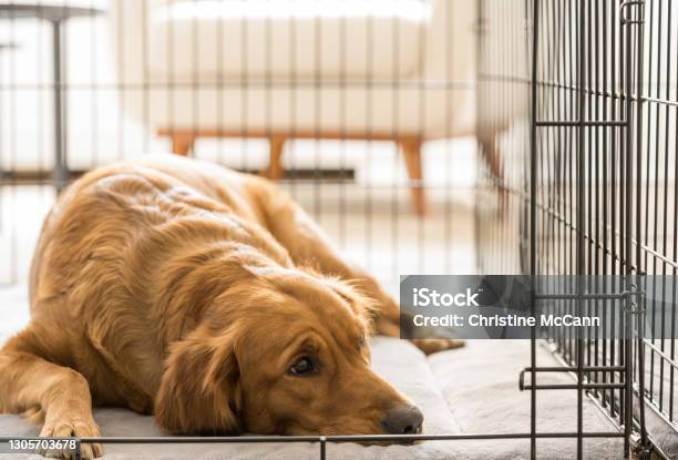 Female Golden Retriever Lies In Her Dog Crate Looks Out Of Frame Stock Photo - Download Image Now