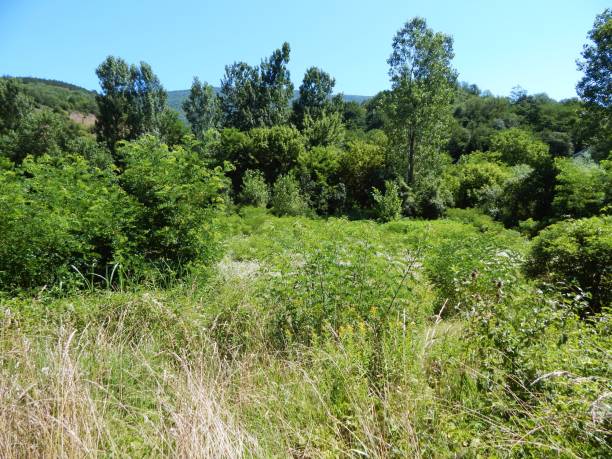 istock Landscape. Green meadow and trees 1305704336
