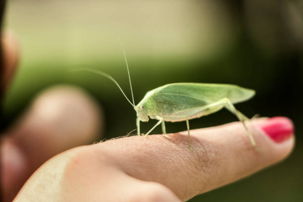 istock An orthopteran insect that resembles a leaf on a human finger. 1305704442