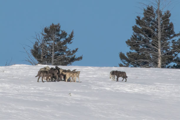 istock Wolf pack  in a huddle on snow covered hill in Yellowstone 1305704564